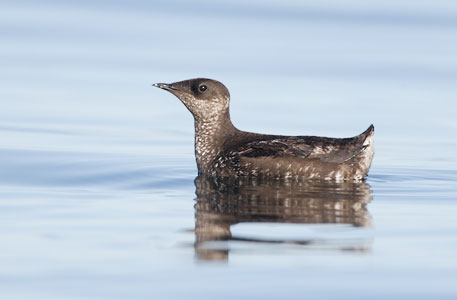 Marbled Murrelet (Brachyramphus marmoratus) photo image