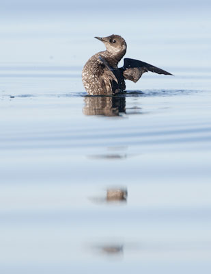 Marbled Murrelet (Brachyramphus marmoratus) photo image