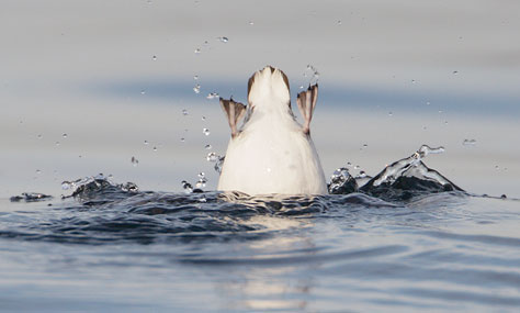 Marbled Murrelet (Brachyramphus marmoratus) photo image