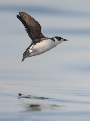 Marbled Murrelet (Brachyramphus marmoratus) photo image