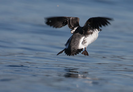 Marbled Murrelet (Brachyramphus marmoratus) photo