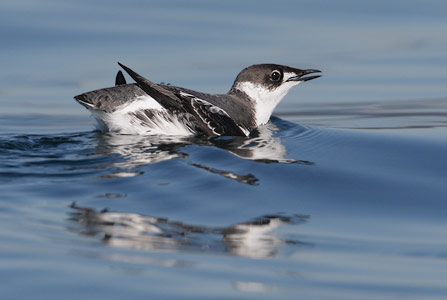 Marbled Murrelet (Brachyramphus marmoratus) photo image