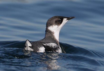 Marbled Murrelet (Brachyramphus marmoratus) photo image