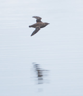 Marbled Murrelet (Brachyramphus marmoratus) photo image