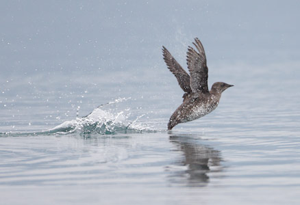 Marbled Murrelet (Brachyramphus marmoratus) photo image