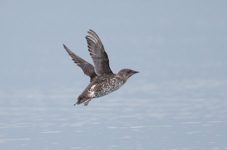 Marbled Murrelet (Brachyramphus marmoratus) photo image