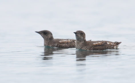 Marbled Murrelet (Brachyramphus marmoratus) photo image