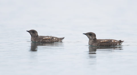 Marbled Murrelet (Brachyramphus marmoratus) photo image