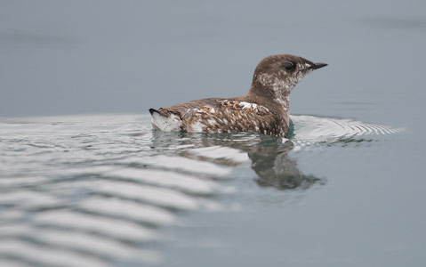 Marbled Murrelet (Brachyramphus marmoratus) photo image
