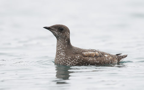 Marbled Murrelet (Brachyramphus marmoratus) photo image