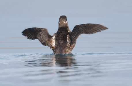 Marbled Murrelet (Brachyramphus marmoratus) photo image