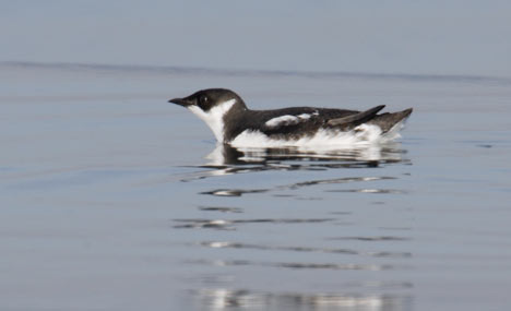 Marbled Murrelet (Brachyramphus marmoratus) photo image