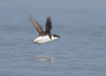Marbled Murrelet (Brachyramphus marmoratus) photo image