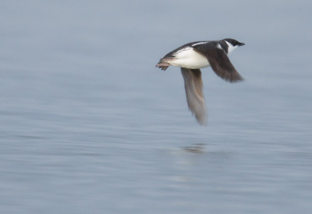 Marbled Murrelet (Brachyramphus marmoratus) photo image