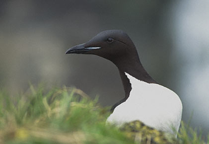 Thick-billed Murre (Uria lomvia) photo image