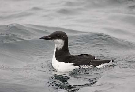 Thick-billed Murre (Uria lomvia) photo image
