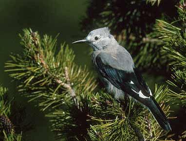 Clark's Nutcracker (Nucifraga columbiana) photo image