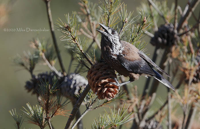 Spotted Nutcracker (Nucifraga caryocatactes) photo
