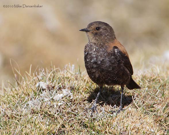 Andean Negrito (Lessonia oreas) photo image