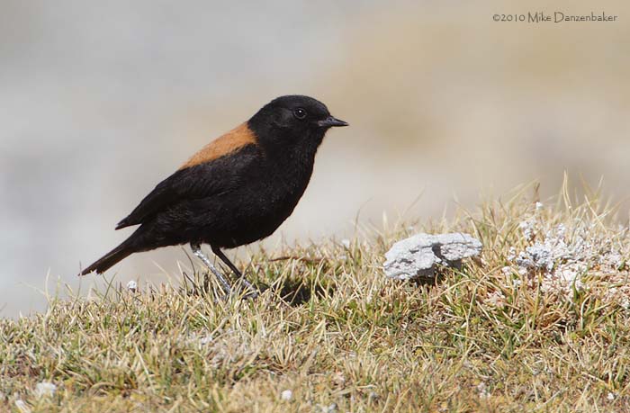 Andean Negrito (Lessonia oreas) photo image