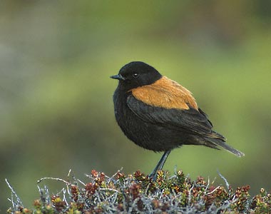 Austral Negrito (Lessonia rufa) photo image