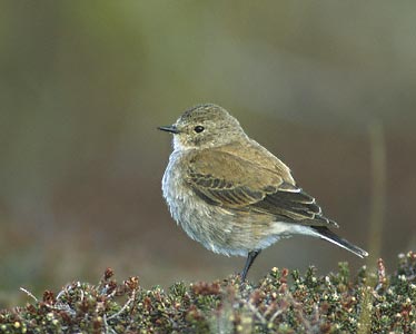Austral Negrito (Lessonia rufa) photo image