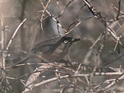 Archbold's Newtonia (Newtonia archboldi) photo image