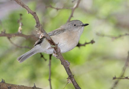 Common Newtonia (Newtonia brunneicauda) photo