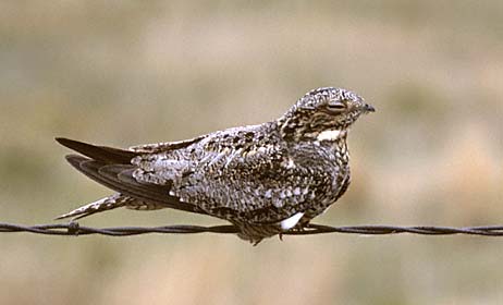 Common Nighthawk (Chordeiles minor) photo image