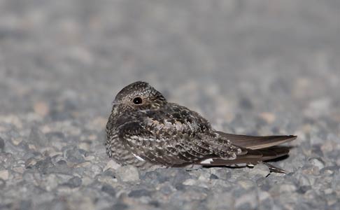 Common Nighthawk (Chordeiles minor) photo image