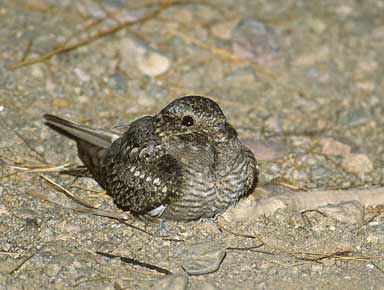 Lesser Nighthawk (Chordeiles acutipennis) photo image