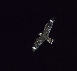 Lesser Nighthawk (Chordeiles acutipennis) photo image