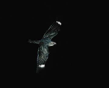 Lesser Nighthawk (Chordeiles acutipennis) photo image