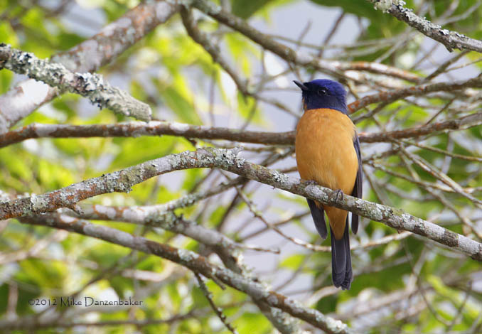 Vivid Niltava (Niltava vivida) photo image