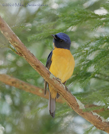 Vivid Niltava (Niltava vivida) photo image