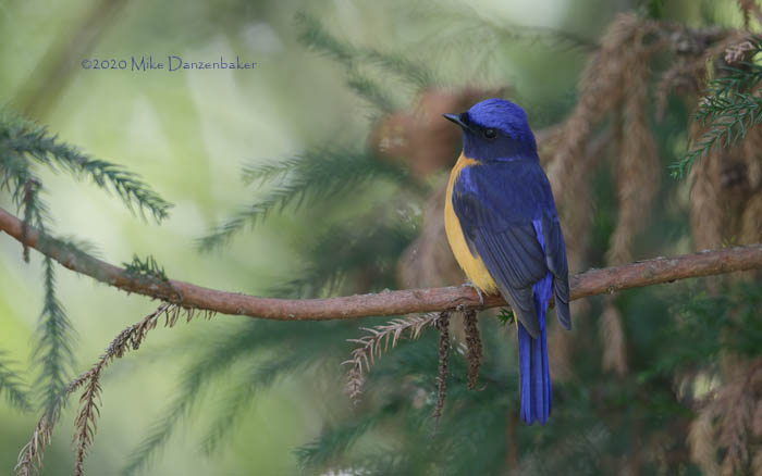 Vivid Niltava (Niltava vivida) photo image