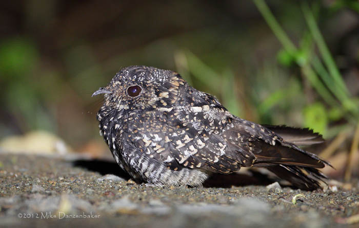 Band-winged Nightjar (Caprimulgus longirostris) photo