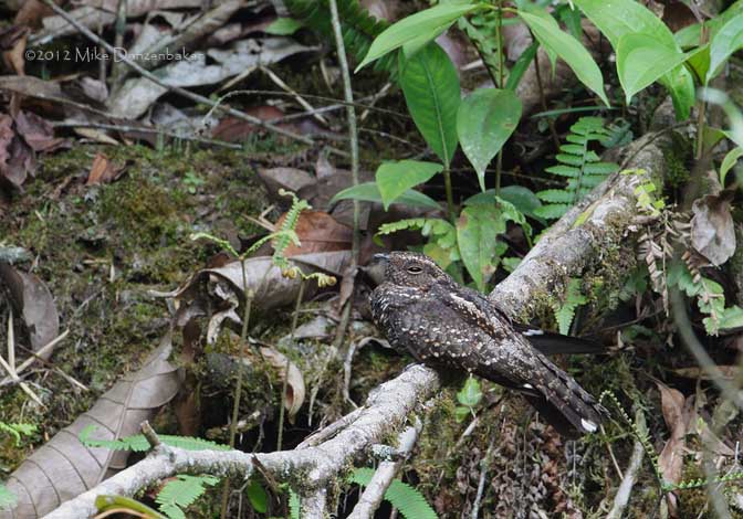 Blackish Nightjar (Caprimulgus nigrescens) photo image