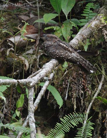 Blackish Nightjar (Caprimulgus nigrescens) photo image