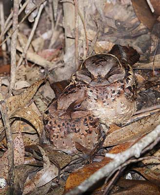 Collared Nightjar (Caprimulgus enarratus) photo image