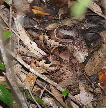 Collared Nightjar (Caprimulgus enarratus) photo image