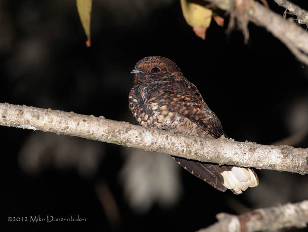 Dusky Nightjar (Antrostomus saturatus) photo