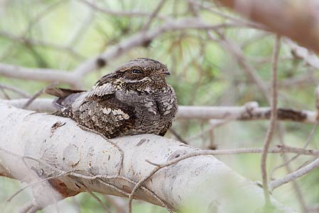 European Nightjar (Caprimulgus europaeus) photo image