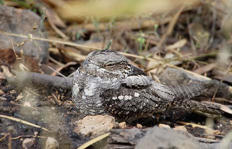European Nightjar (Caprimulgus europaeus) photo image