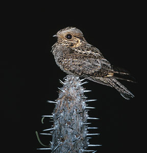 Madagascar Nightjar (Caprimulgus madagascariensis) photo image