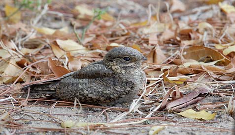 Madagascar Nightjar (Caprimulgus madagascariensis) photo image