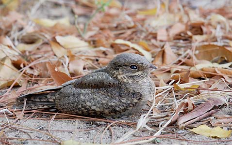 Madagascar Nightjar (Caprimulgus madagascariensis) photo image