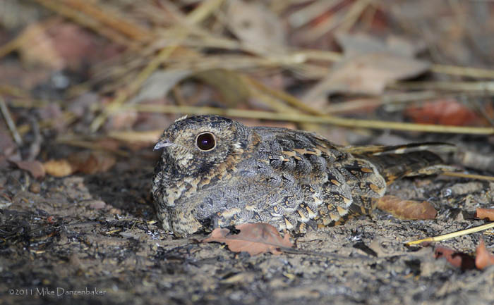 Standard-winged Nightjar (Macrodipteryx longipennis) photo