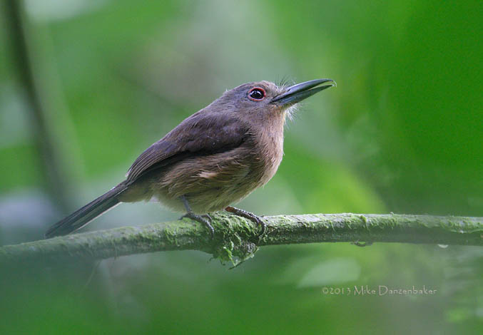 Brown Nunlet (Nonnula brunnea) photo