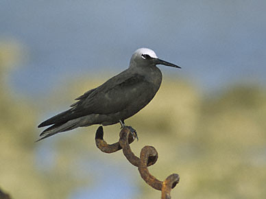 Black Noddy (Anous minutus) photo image